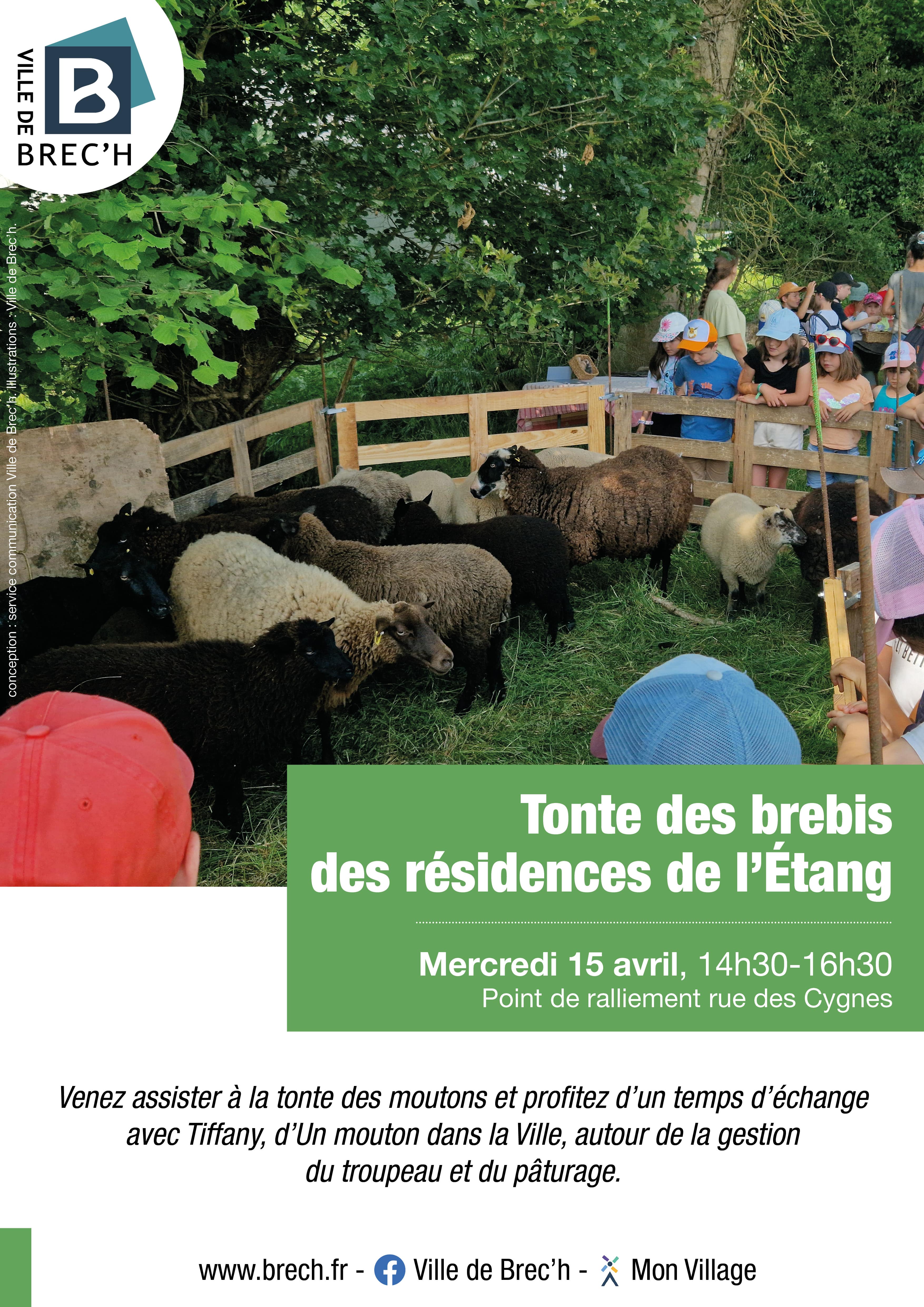 Tonte moutons 15 avril 2026