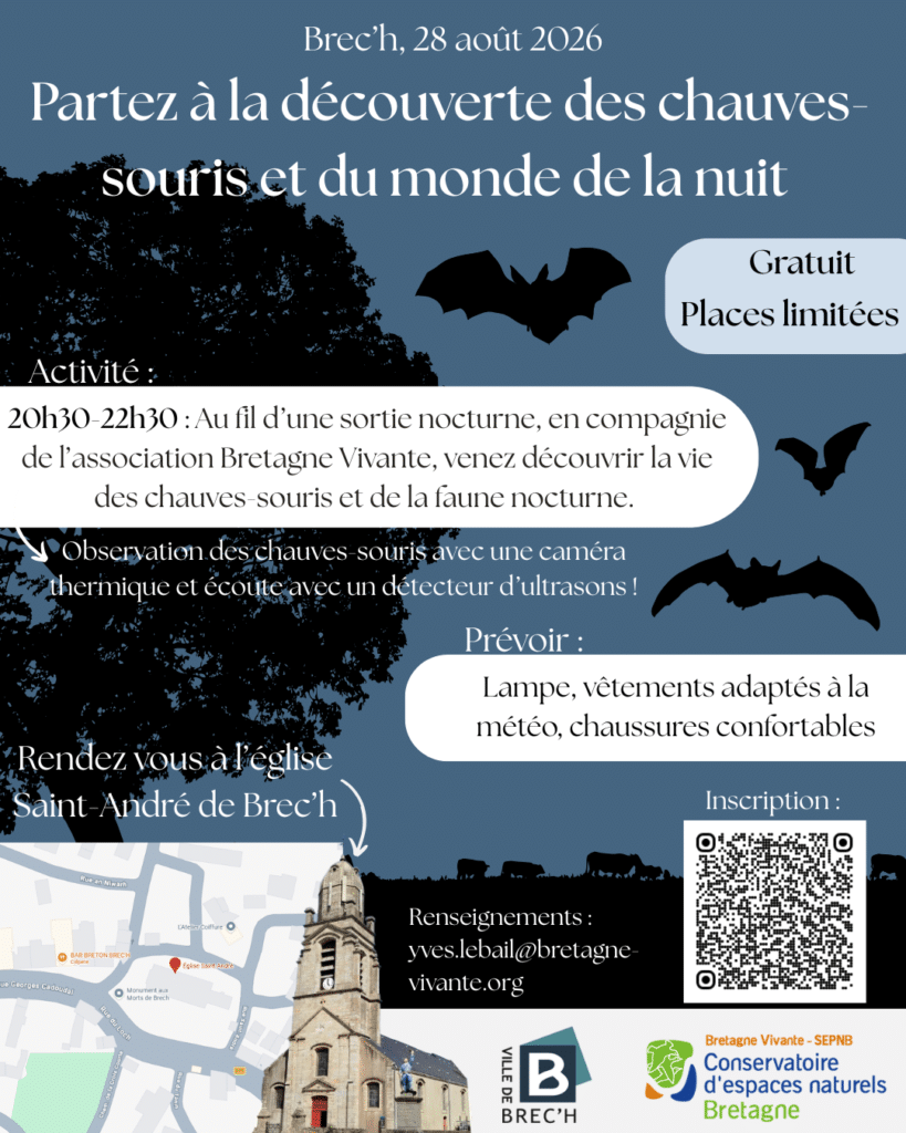 Affiche animation chauves-souris